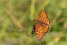 <p>PERLEŤOVEC VELKÝ ( (Argynnis aglaja) ---- /Dark green fritillary - Großer Perlmutterfalter/</p>